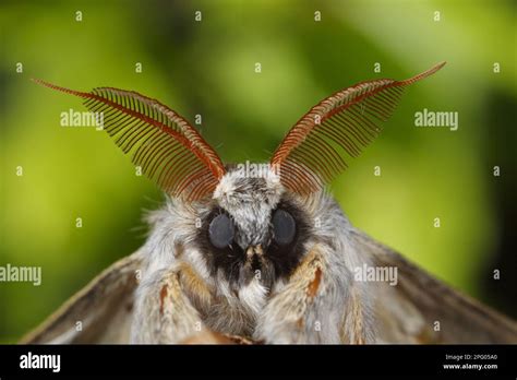 Lobster Moth Stauropus Fagi Insects Moths Butterflies Animals