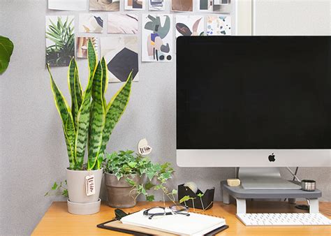 26 Best Office Desk Plants That Don’t Need Space – Thuy San Plus