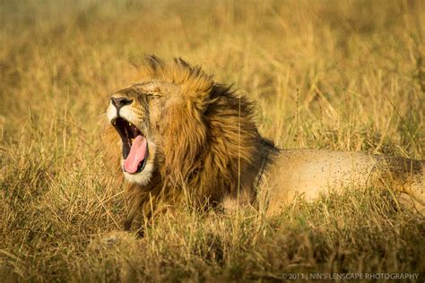 Pride of Lions in Pictures – Nins' Travelog