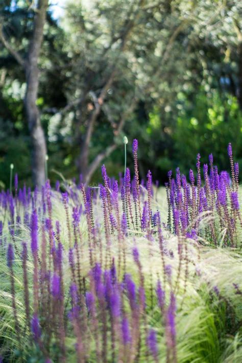 Purple Flowers Are Growing In The Grass Near Trees