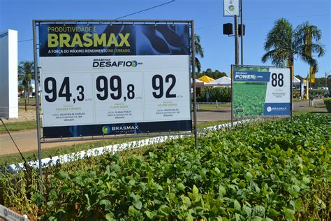 DSC 0029 BRASMAX Genética Cultivares selecionadas para o máximo