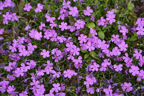 Emerald Pink Creeping Phlox Kiwi Nurseries Ltd