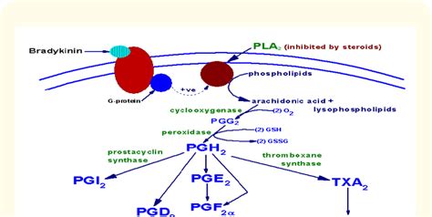 Arachidonic Acid Metabolism Via Cyclooxygenase Cox And Prostacyclin