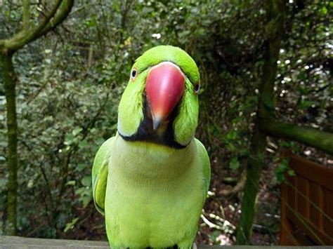 Green Ringneck Parrots Are The Happiest Birds In The World Our Pets