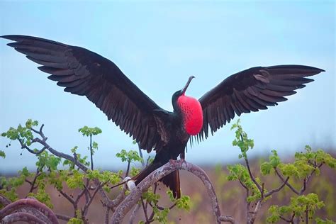 Galápagos Birdlife Gulliver Expeditions