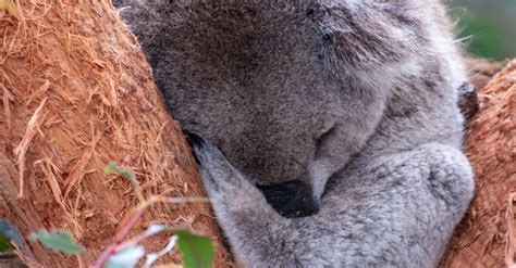 Cute Sleeping Koala Bear · Free Stock Photo