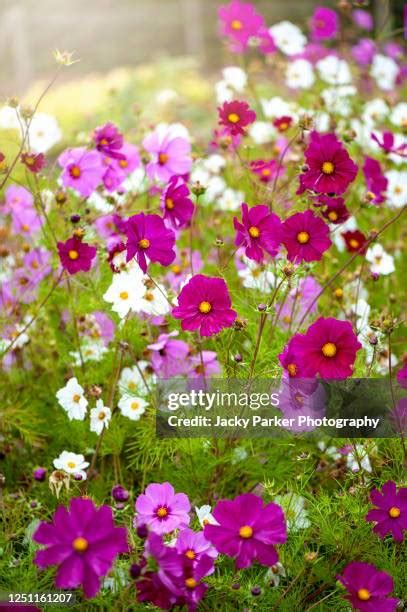 Pink Cosmo Flower Photos and Premium High Res Pictures - Getty Images