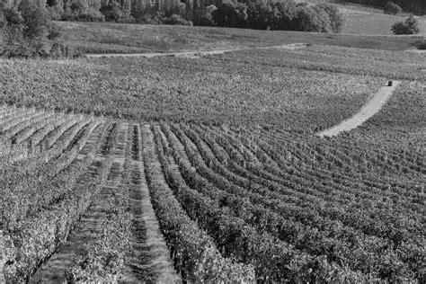 Weingut Thomas Und Maria Buchmayer Winzer Weinviertel 2025