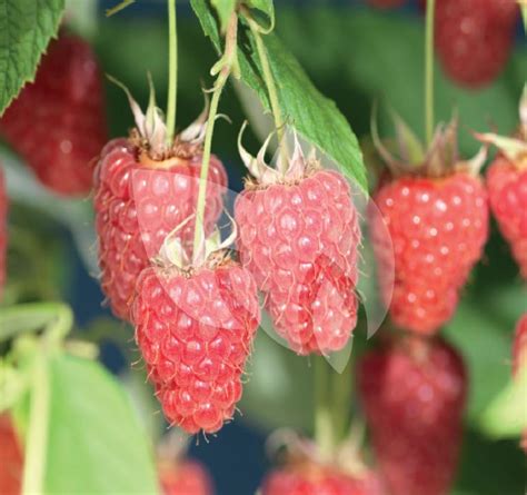 Plantenwinkel Nl Framboos Rubus Idaeus Ottawa 120 Cm Klimplant