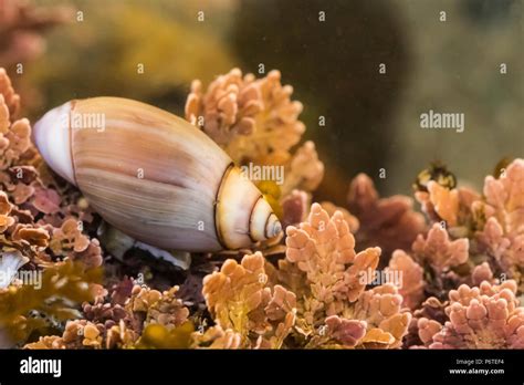 Dwarf Purple Olive Olivella Biplicata Shell Probably Occupied By A