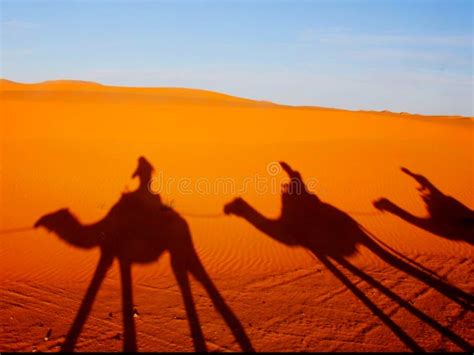 Camels Caravan in Moroccon Desert Stock Image - Image of savanna, mammal: 265246397