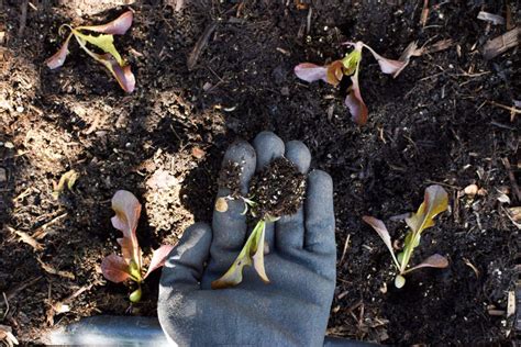 What Does Direct Sowing Vs Transplanting Mean ~ Freckled Californian