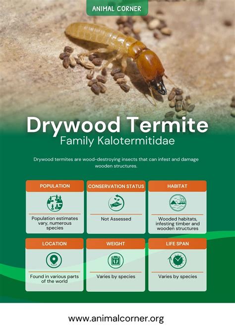 Drywood Termites - Animal Corner