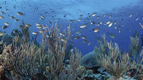 Olas De Calor Marinas Tienen Efecto M Nimo Sobre Abundancia De Peces