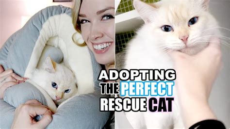 Adopting The Perfect Rescue Cat From Cat Hoarder To Happy Home Youtube