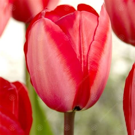 Buy Tulips Red Impression Darwin Hybrid Tulip Free Delivery