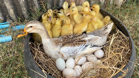 Amazing Pekin Yellow Duckling Hatching From Eggs Cute Cute