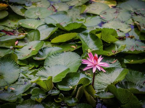 20 Lotus Flower Quotes to Inspire Growth & New Beginnings– Healing Brave