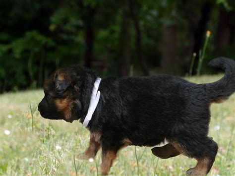 Femelle Berger Allemand Num Ro Un Elevage Du Parc De Versailles