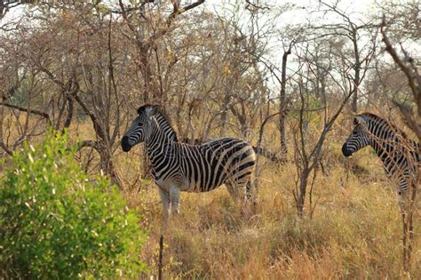 Cape Mountain Zebra Equus Zebra Kruger National Park South Africa