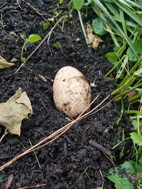 Found This Big Egg In My Compost Gardening Garden Diy Home Flowers Roses Nature Lands