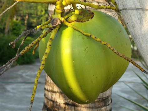 200000 Free Coconut Tree And Coconut Photos Pixabay