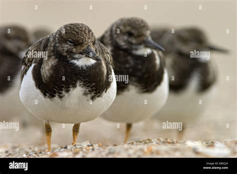 Ruddy Turnstone Arenaria Interpres Group On Beach Belgium Stock