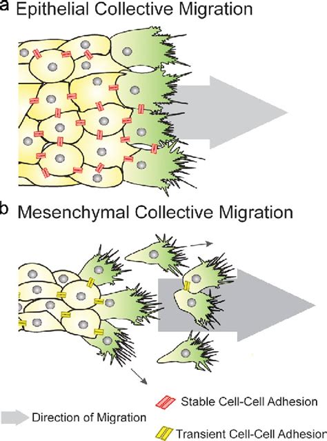 Figure 1 From Collective Cell Migration In Development Semantic Scholar