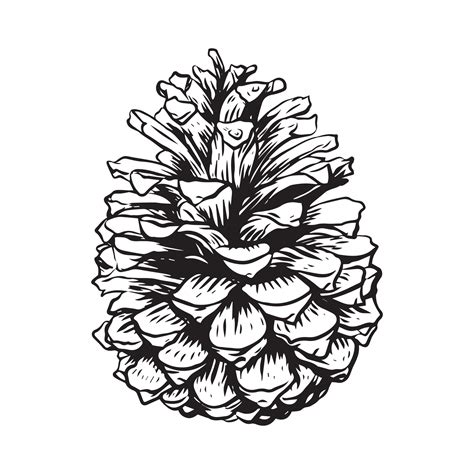 Sketch Hand Drawing Pine Cone On Tree Branch With Needles On White