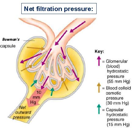 CNM11-06: URINE FORMATION, GLOMERULAR FILTRATION, RENAL AUTOREGULATION AND COLLOID OSMOTIC ...