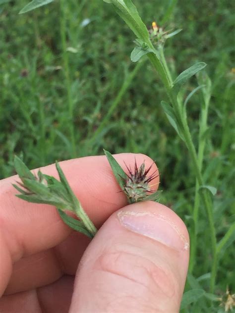 Weed Identification Central Texas