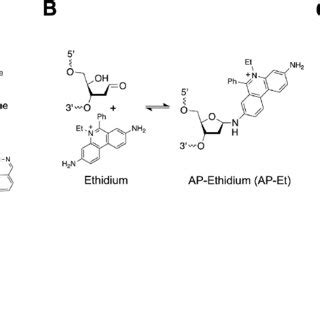 Covalent Capture Of The AP Site Inhibits Formation Of The DA AP ICL