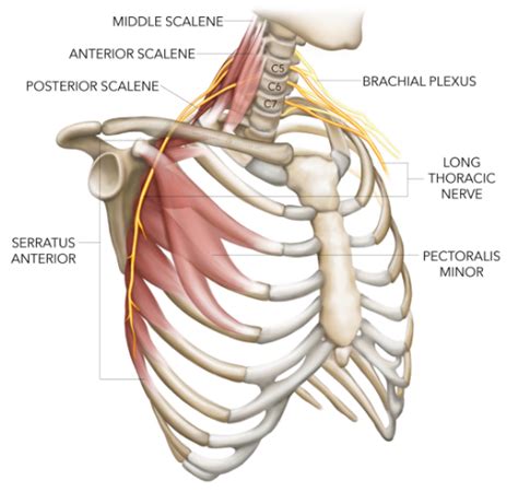 Anatomi Otot Seratus Anterior Pada Gelang Bahu Manusia Anatomi Tutorial