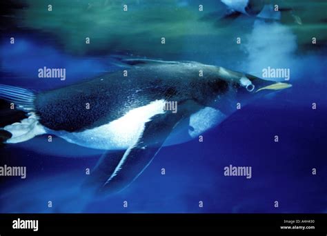 penguin swimming underwater pygosalis papua  res stock photography