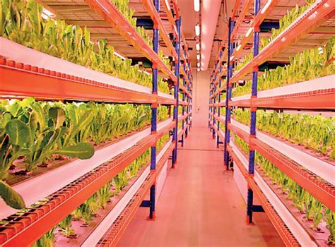 Emirates Flight Catering Fully Acquires Bustanica The Worlds Largest Indoor Vertical Farm