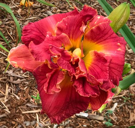 Beverly Walker Daylily Dooley Gardens