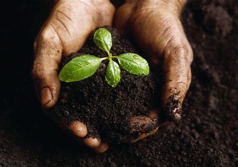 A biodiversidade do solo está ameaçada Adverte novo relatório da FAO