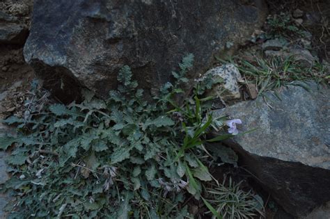 Salvia Taraxacifolia Morocco Eflora Of India