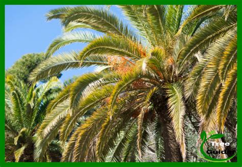 How To Treat Palm Tree Diseases 6 Common Disease