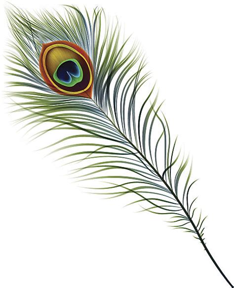 Peacock Feather Illustrations Royalty Free Vector Graphics And Clip Art Istock