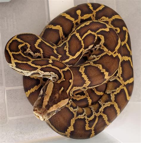 Normal Burmese Python By Bidwell Reps Morphmarket