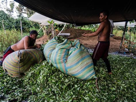 El Negocio De La Coca Na Se Hunde En Una Crisis Inesperada En Colombia