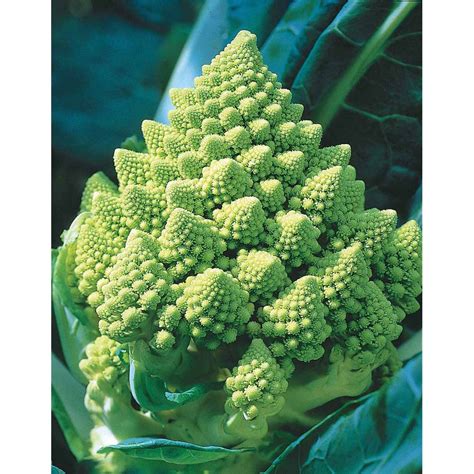 Chou Brocoli Romanesco 1g Ducatillon