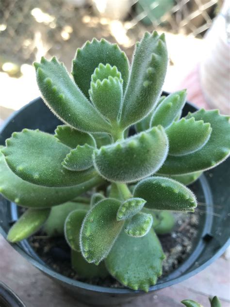 Cotyledon Tomentosa O Garra De Oso Succulents Garden Plants