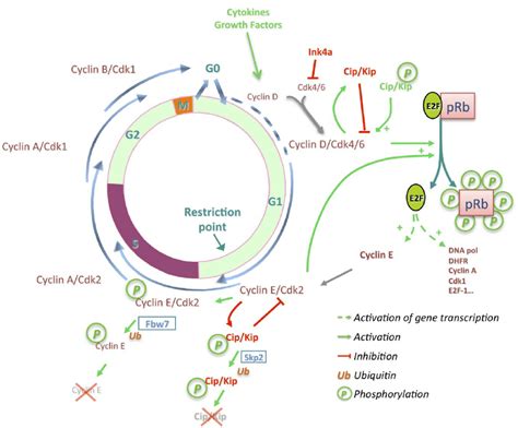 Progression through the different cell cycle phases is under the ...