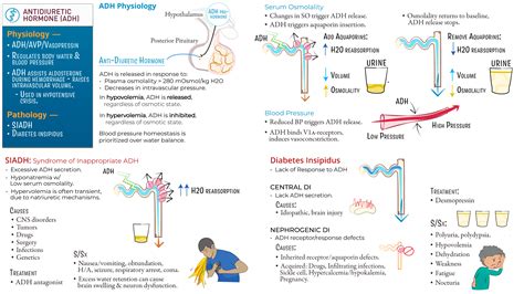 Physiology: Anti-Diuretic Hormone Physiology, SIADH, Diabetes Inspidus ...