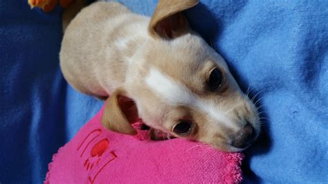 Chiweenie Puppies For Sale | Federal Way, WA #163679