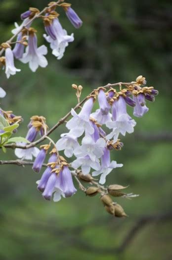 Fortune’s Empress Tree | Feminine Mastery | Flower Essence from Flora ...