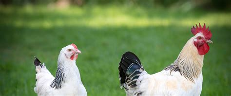 Les conditions d élevage AOP Poulet du Bourbonnais