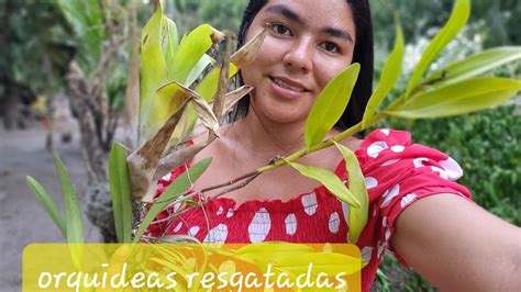 resgatar plantas que encontré en peligroes mi mayor pasión orquídeas